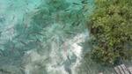 Plitvicer - Flora und Fauna